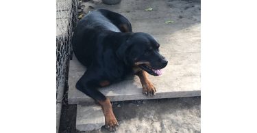 5 Rottweiler puppies available