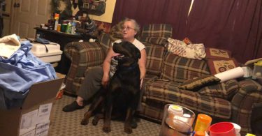 5 Rottweiler puppies available