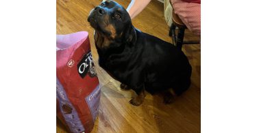 5 Rottweiler puppies available