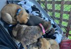 Rescued pit/lab mix puppies