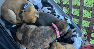 Rescued pit/lab mix puppies