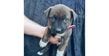 Rescued pit/lab mix puppies