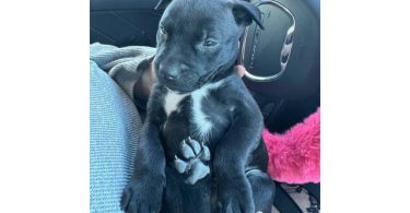 Rescued pit/lab mix puppies
