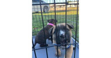 Rescued pit/lab mix puppies