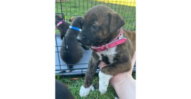 Rescued pit/lab mix puppies