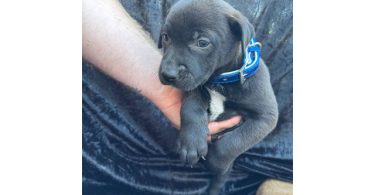 Rescued pit/lab mix puppies
