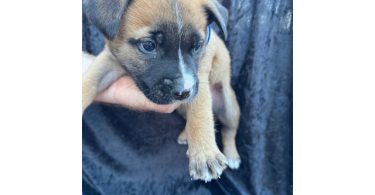 Rescued pit/lab mix puppies