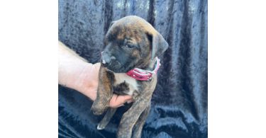 Rescued pit/lab mix puppies