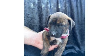 Rescued pit/lab mix puppies