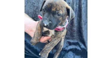 Rescued pit/lab mix puppies