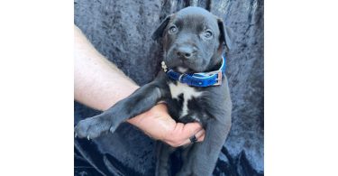 Rescued pit/lab mix puppies