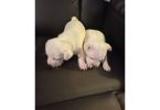 10 weeks old Jack Chi puppies