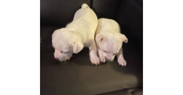 10 weeks old Jack Chi puppies