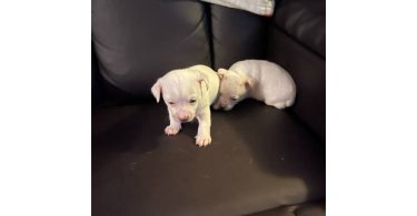 10 weeks old Jack Chi puppies