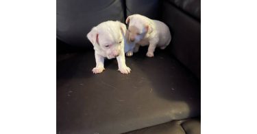 10 weeks old Jack Chi puppies
