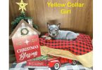 7 Blue heeler puppies for sale