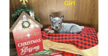 7 Blue heeler puppies for sale