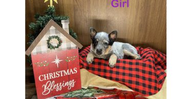 7 Blue heeler puppies for sale
