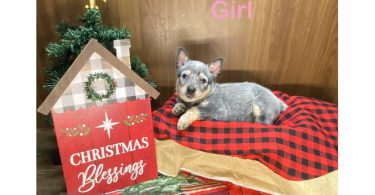 7 Blue heeler puppies for sale