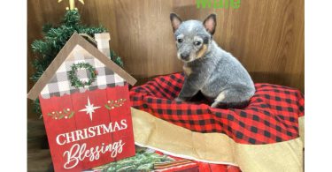 7 Blue heeler puppies for sale