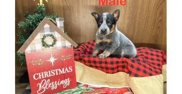 7 Blue heeler puppies for sale