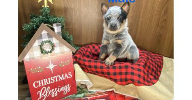 7 Blue heeler puppies for sale