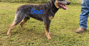 7 Blue heeler puppies for sale
