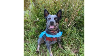 7 Blue heeler puppies for sale