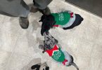 Black & brindle Great Dane puppies