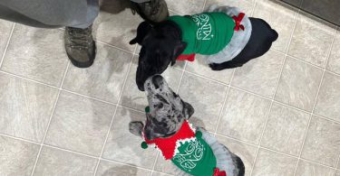 Black & brindle Great Dane puppies