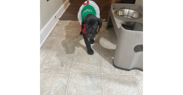 Black & brindle Great Dane puppies