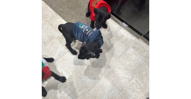 Black & brindle Great Dane puppies