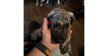 Black & brindle Great Dane puppies
