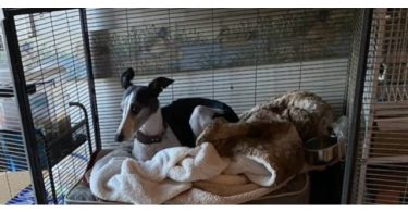 Sweet Whippet puppy