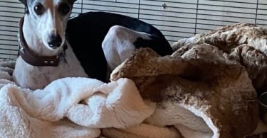 Sweet Whippet puppy