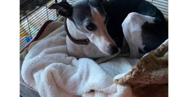 Sweet Whippet puppy