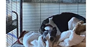 Sweet Whippet puppy