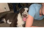 5 month old Border collie Aussie puppy