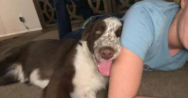 5 month old Border collie Aussie puppy