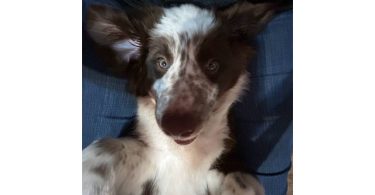 5 month old Border collie Aussie puppy