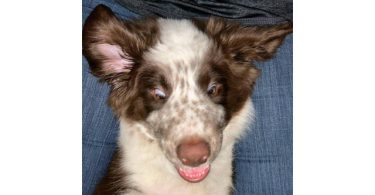5 month old Border collie Aussie puppy