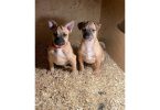 2 Frenchie Pug puppies needing home
