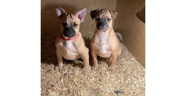 2 Frenchie Pug puppies needing home