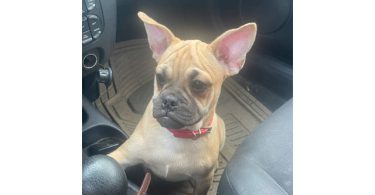 2 Frenchie Pug puppies needing home