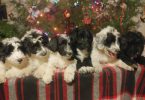 2 baby girl bordoodles left