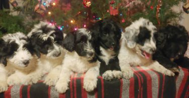 2 baby girl bordoodles left