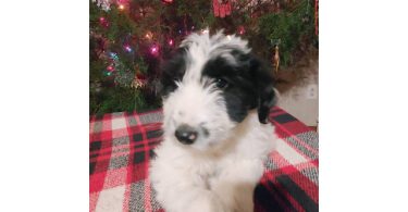 2 baby girl bordoodles left