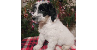 2 baby girl bordoodles left