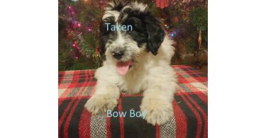 2 baby girl bordoodles left