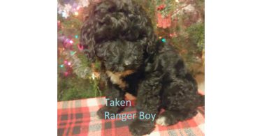 2 baby girl bordoodles left